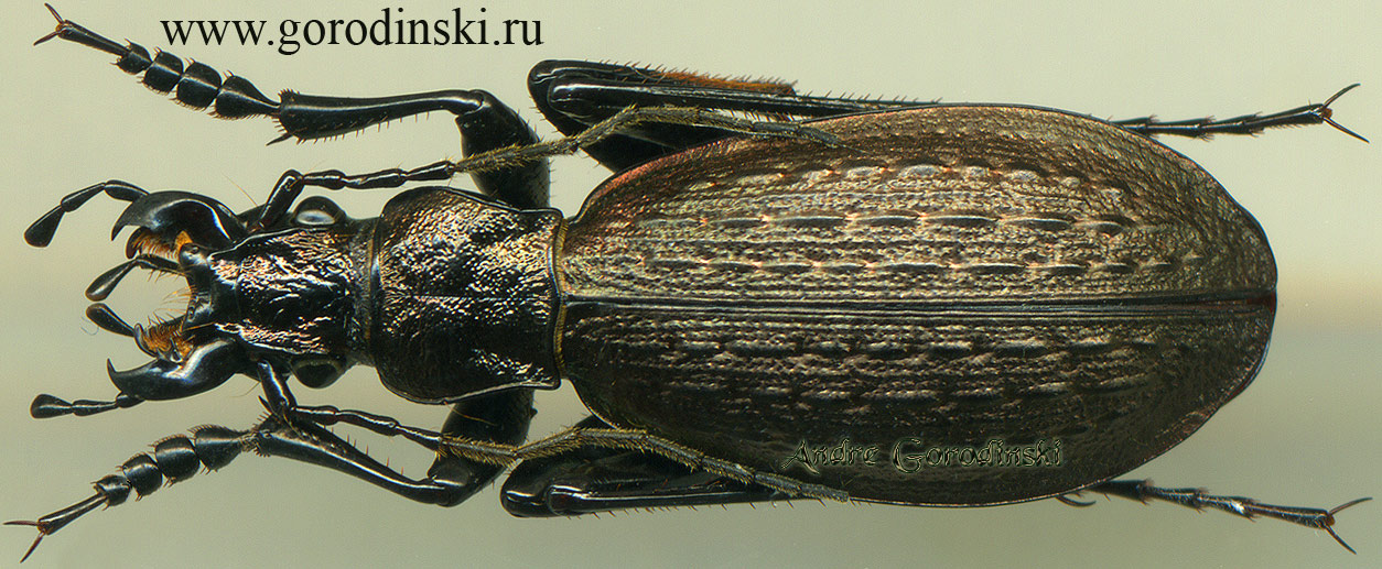 http://www.gorodinski.ru/carabus/Pseudocranion jiudingensis.jpg